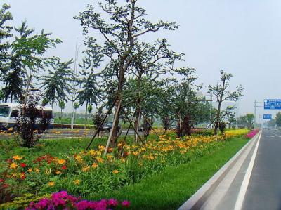 道路綠化養護