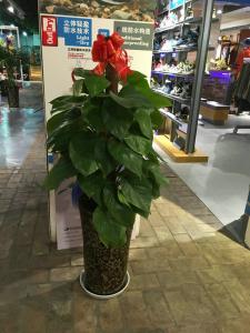 店內綠蘿